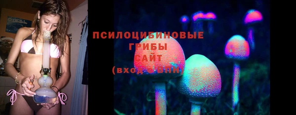 ПСИЛОЦИБИНОВЫЕ ГРИБЫ Новозыбков