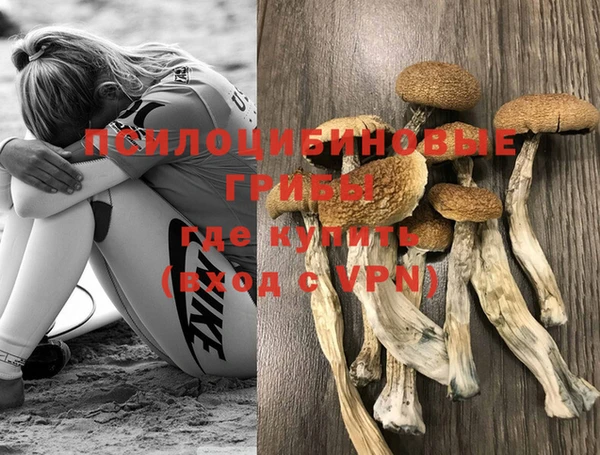 ПСИЛОЦИБИНОВЫЕ ГРИБЫ Новозыбков